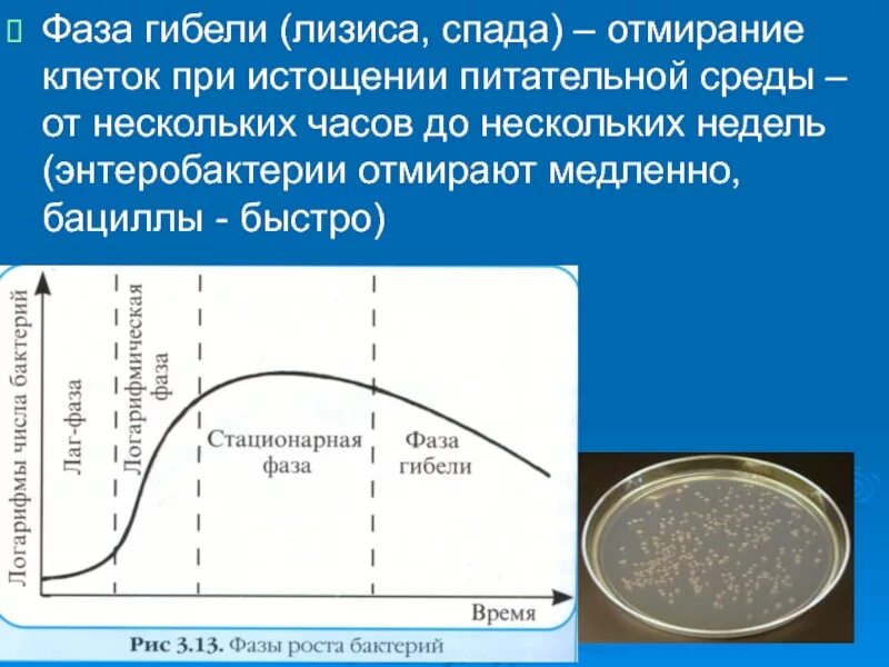 Стационарная кривая. Стационарная фаза роста микроорганизмов. Фазы роста микроорганизмов микробиология. Кривая роста бактериальной культуры. Фаза стационарного роста микроорганизмов характеризуется.