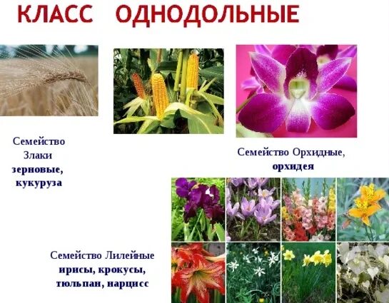 Примеры однодольных. Примеры однодольных. Однодольные растения. Представители однодольных. Строение цветков однодольных и двудольных растений.