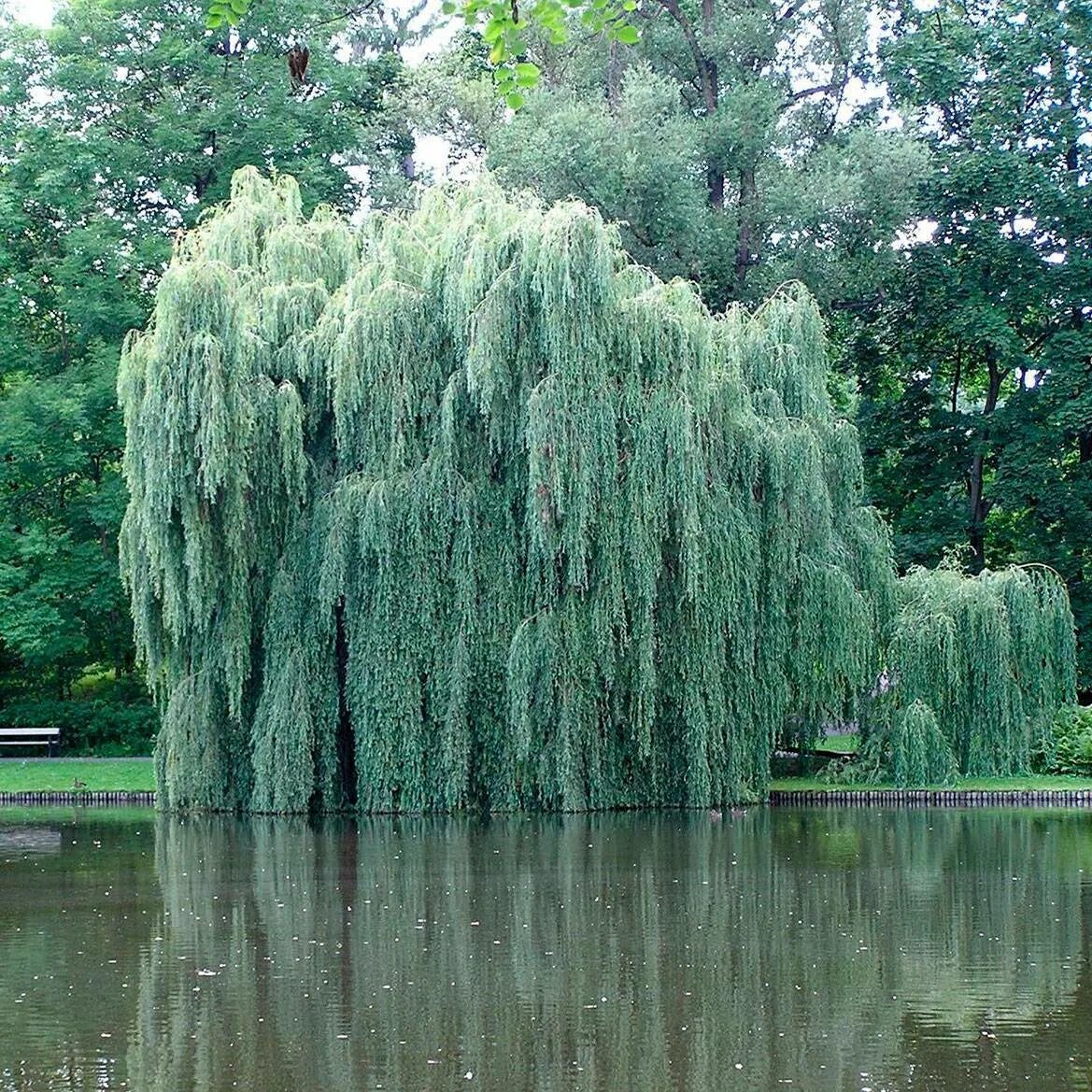 Дерево верба фото и описание. Ива белая (Salix Alba). Ива белая Пендула. Ива белая (ветла) Salix Alba. Ива белая плакучая Salix Alba 'pendula'.