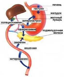 Секретин и холецистокинин