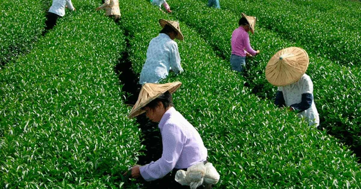 Мацеста чайные плантации. Сбор чая или чаю. Чайные плантации индии чайные листья. Сбор чая или чаю. Чайный лист.