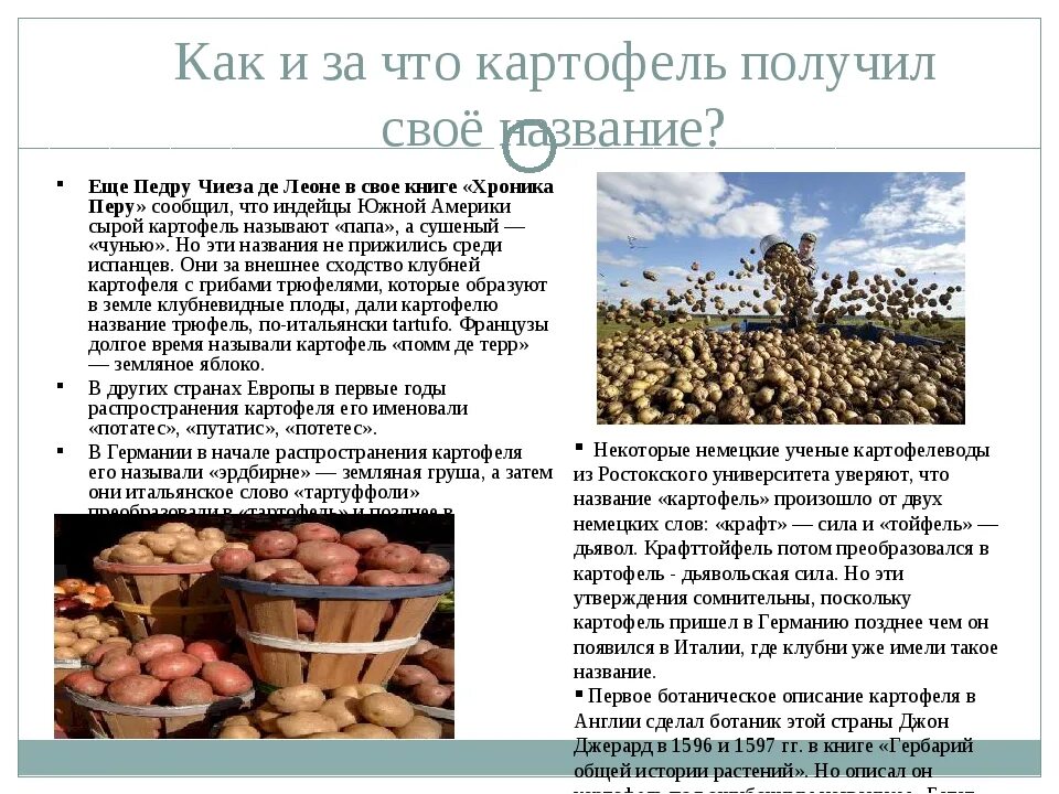 Картофель содержит крахмала. Картофель содержит крахмала
