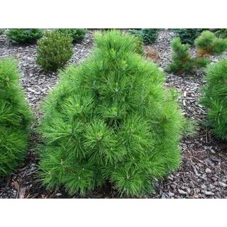 Сосна pinus