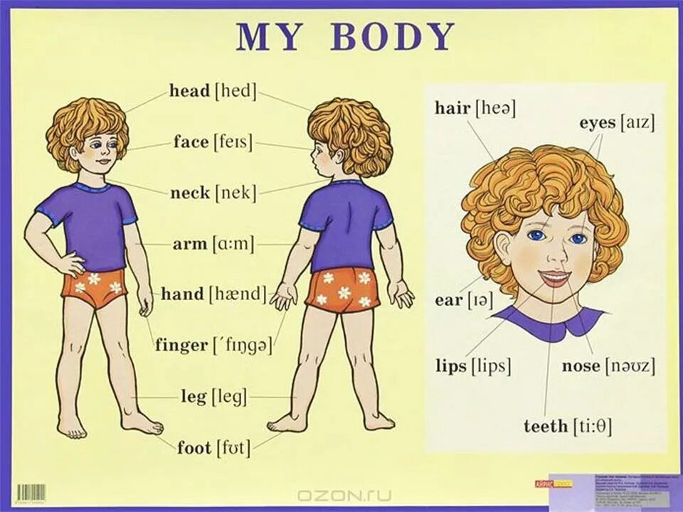 Leg транскрипция и перевод