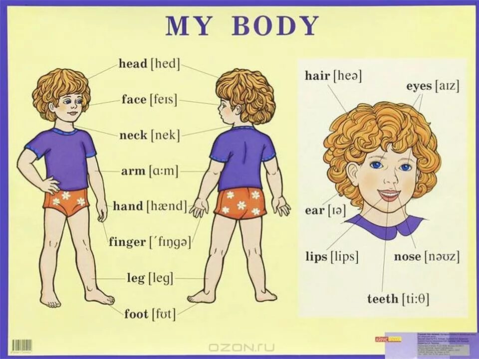 Части тела на английском. Тело человека на английском языке. Части тела человека на английском. Части тела на английском языке для детей. Wordwall appearance