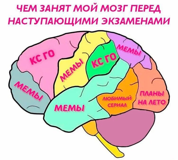 Они хотят мои мозги нюхаю только духи. Мозг занимается. Мозг студента. Мозг перед.