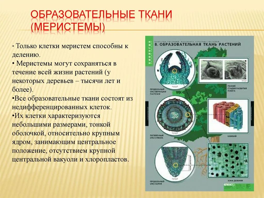 Растительные ткани образовательные ткани (меристемы. Строение клетки образовательной ткани. Меристемы образование тканей растений. Ткани и клетки растений меристема.