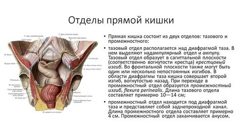 Прямой кишки сколько