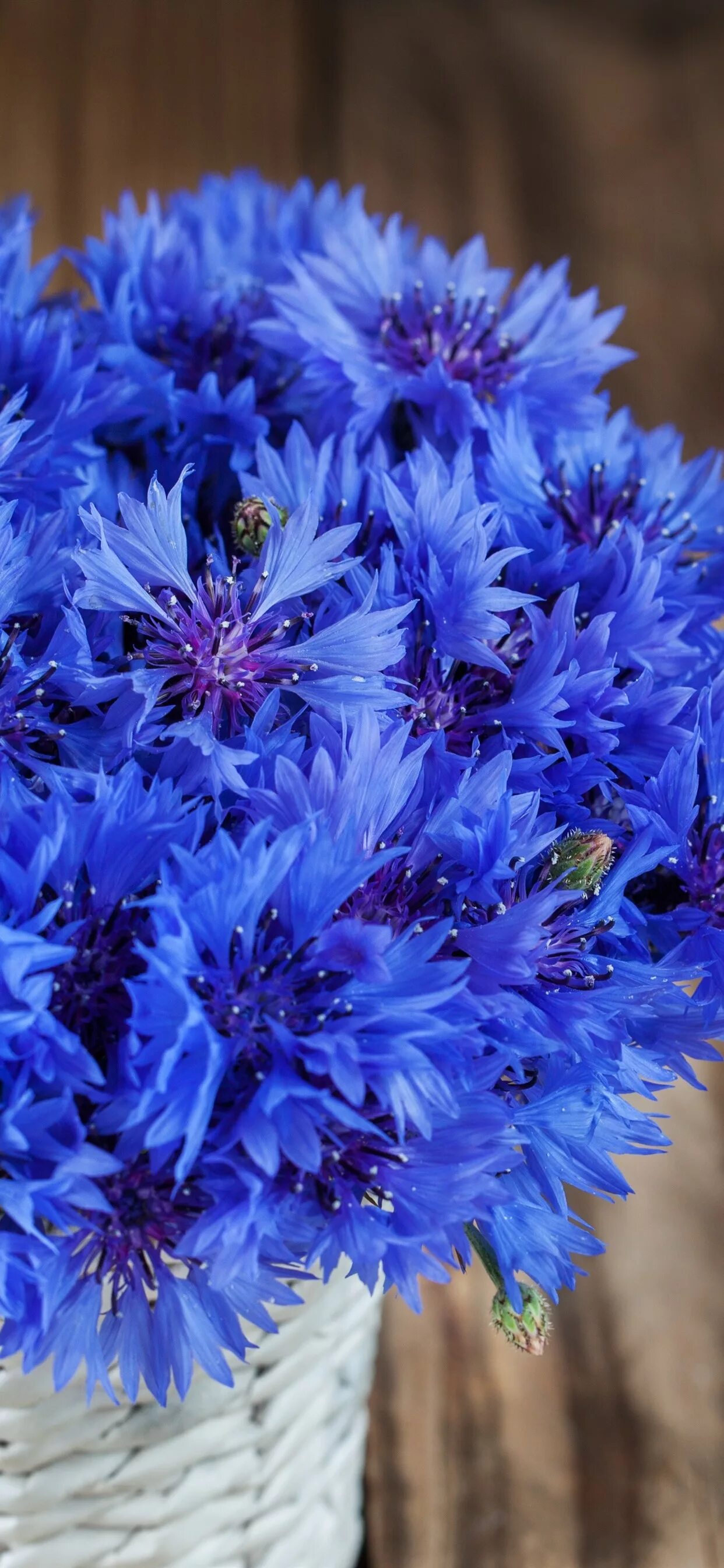 Василек полевой цветок. Красивые картинки васильков. Василек синий (centaurea cyanus). Василек синий (centaurea cyanus). Василек полевой.