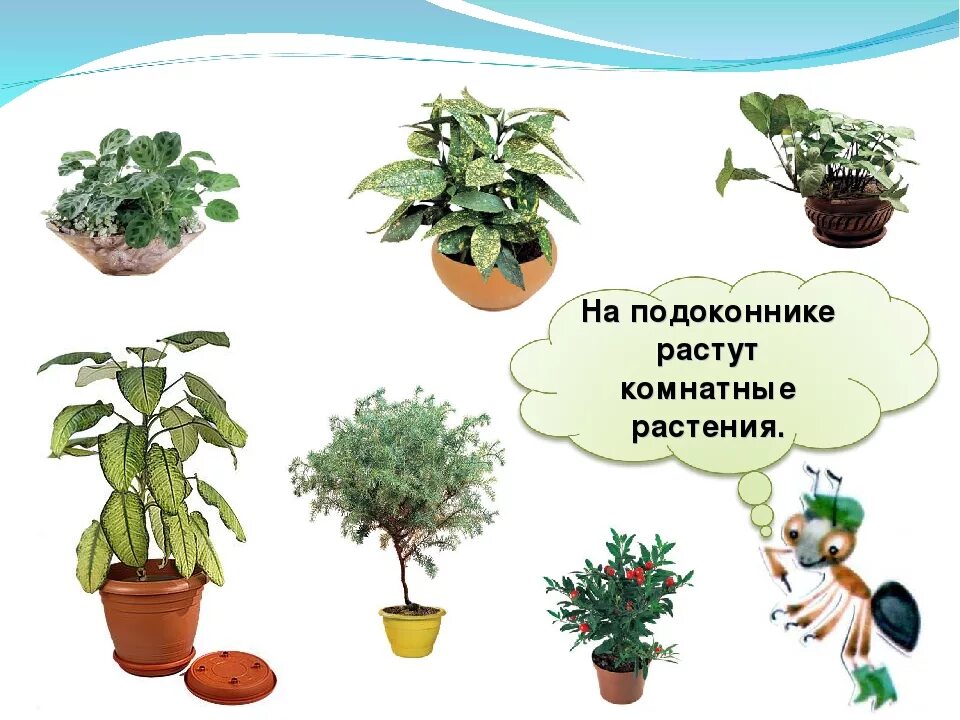 Почему растения есть. Что ра тет на подоконнике. растения которые растут на подоконнике. комнатные цветы в классе названия. 1 комнатное растение.