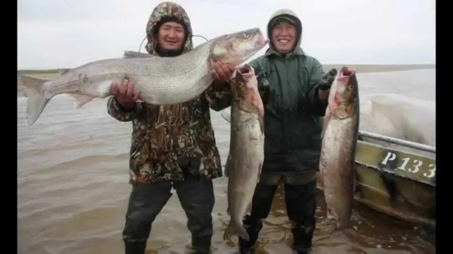 Рыба на севере ловят. Якутская рыба нельма. муксун обской. ямальская нельма. обская нельма.