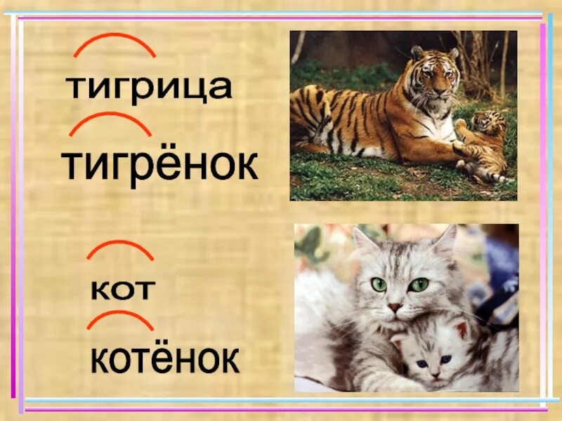 Корень в слове тигр. Корень в слове тигр. Однокоренные слова к слову тигар. Корень в слове тигр. Корень в слове тигр.