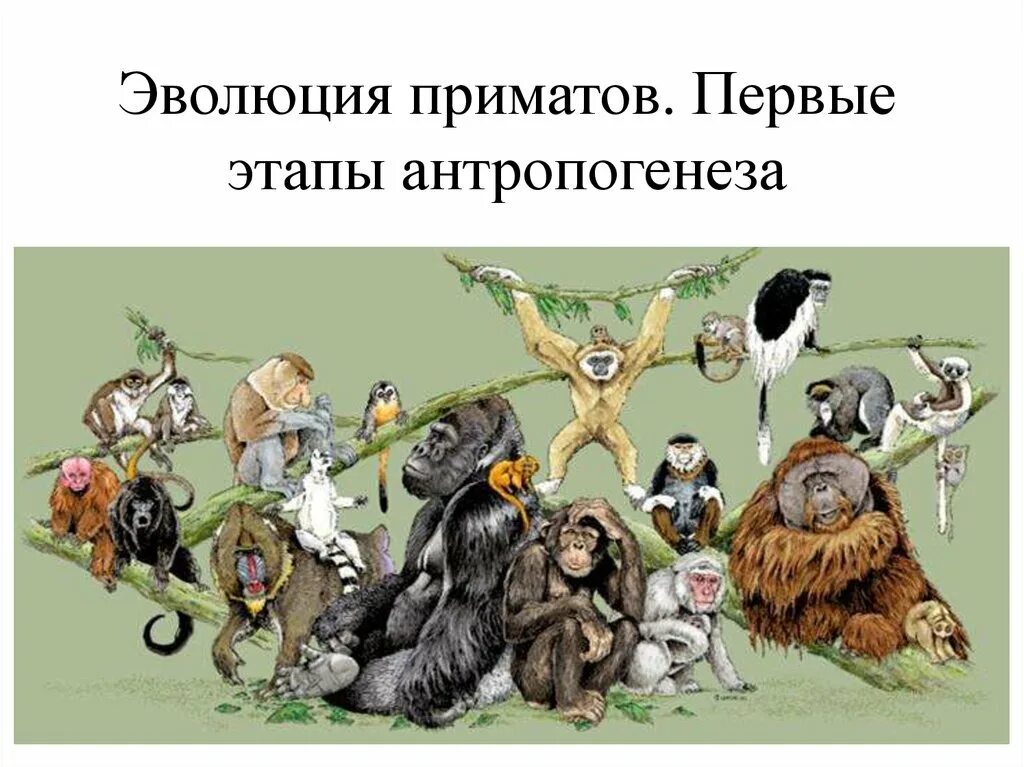 Эволюция приматов. Эволюция обезьяны. эволюционный путь развития приматов. эволюция приматов презентация.