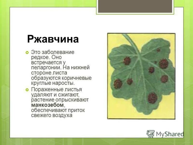 На герани появились пятна на листьях. Кольцевая пятнистость герани. Бурая пятнистость герани. Бактериальная пятнистость пеларгонии. Ржавчина заболевание растений.