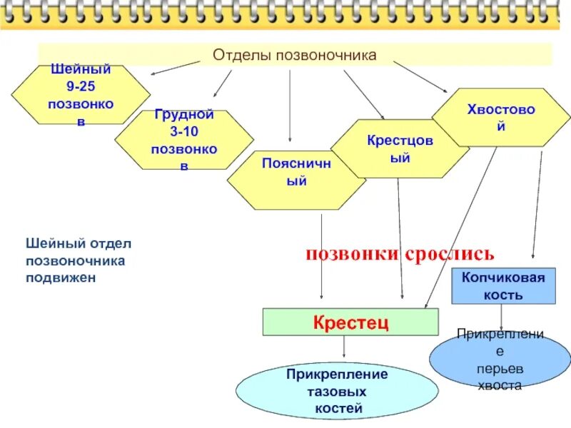 Опорная система птиц. Опорно двигательная система птиц таблица. таблица по опорно двигательной системе птиц. опорно двигательная система птиц 7 класс таблица. системы органов птица таблица опорно двигательная система.