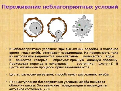 Что происходит с амебой в неблагоприятных