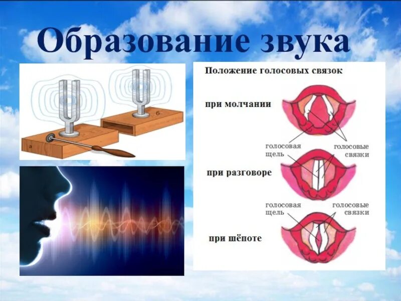 Процесс образования звука. Механизм образования звука в физике. Образование голосовых связок.