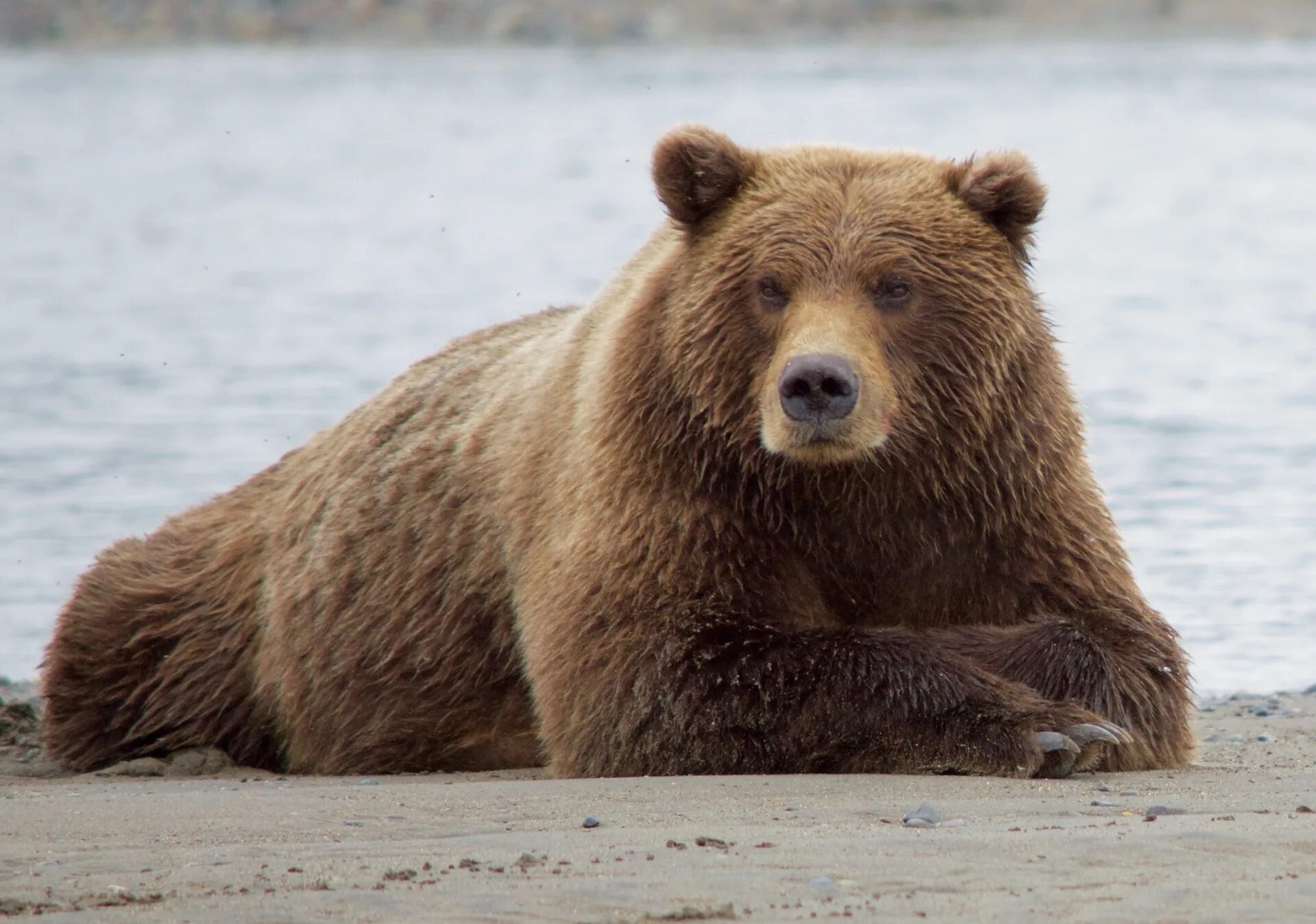 Бурый медведь (Ursus arctos). Северная Америка медведь Гризли. Бурый медведь – Ursus arctos l.. Гризли североамериканский бурый медведь. Бурый медведь тело