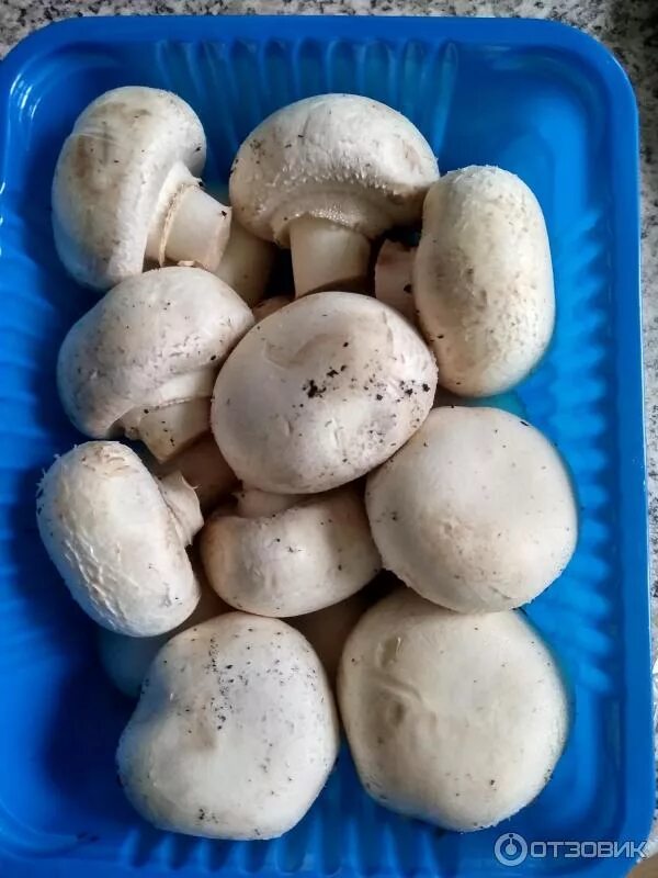 Осенние шампиньоны. Сон собирать грибы шампиньоны. Сон собирать грибы шампиньоны. Дикие королевские шампиньоны. Бледная поганка гриб.