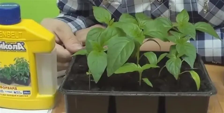 лейка для полива рассады. чем поливать рассаду для корневой системы. удобрение для укрепления рассады. чем поливать рассаду для корневой системы. подкармливание рассады томатов.