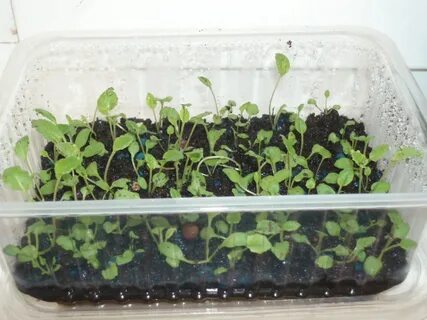 Сколько всходит примула