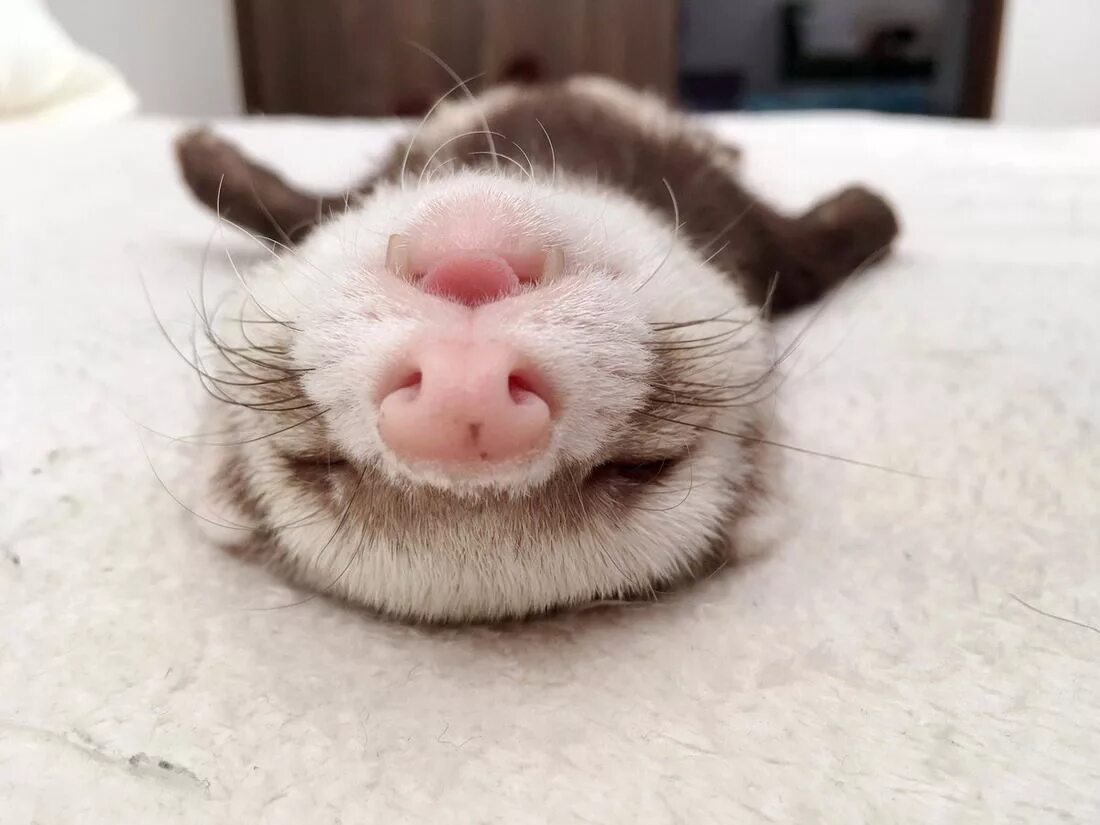 Sleeping language