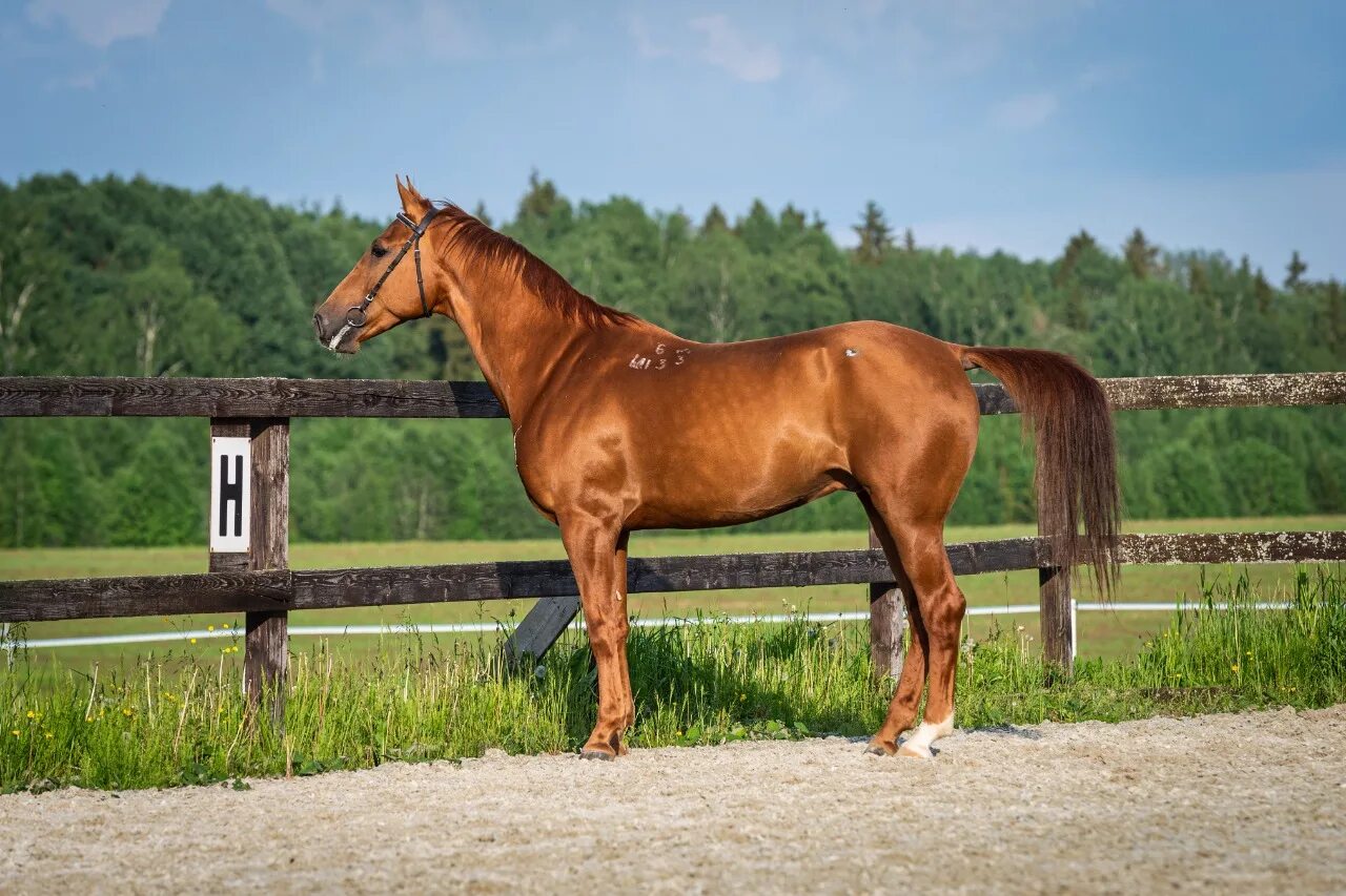 Продажа лошадей недорого. Стоящая лошадь. Московский конный завод 1. Купить коня. Сколько стоит самая дешевая лошадь.