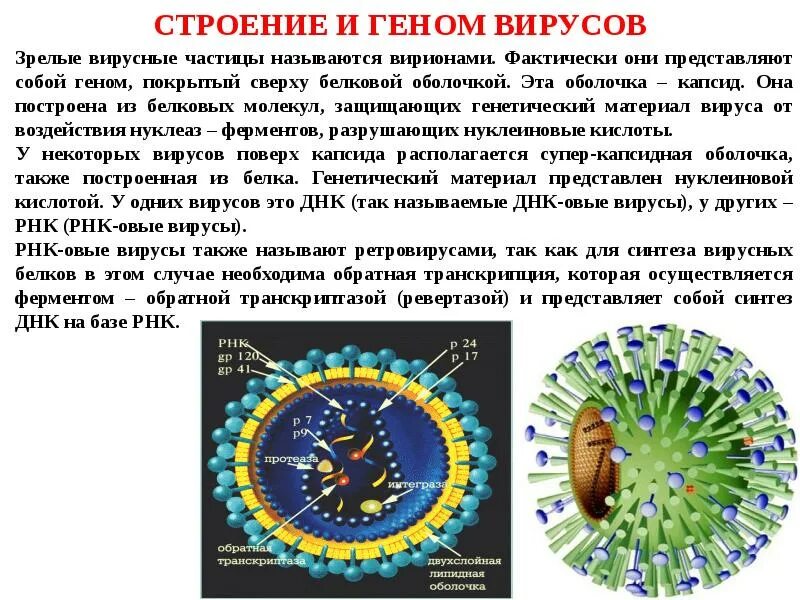 Вирус наследственная информация. Капсид белковая оболочка вируса. Строение генома вируса. Структура генома вирусов. Структура вирусного генома.