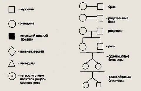 На схемах родословных женщину обозначают