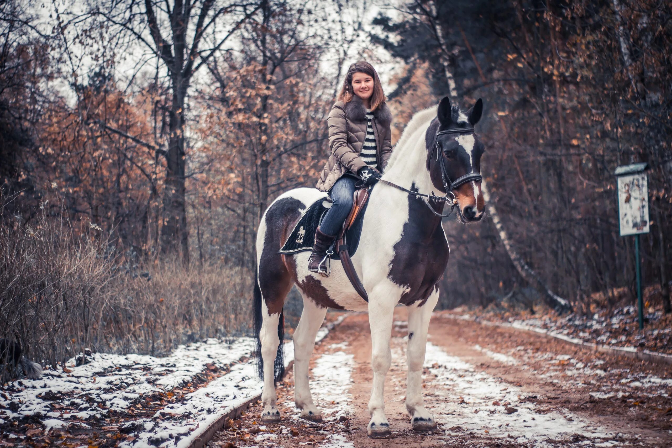 Horse moscow