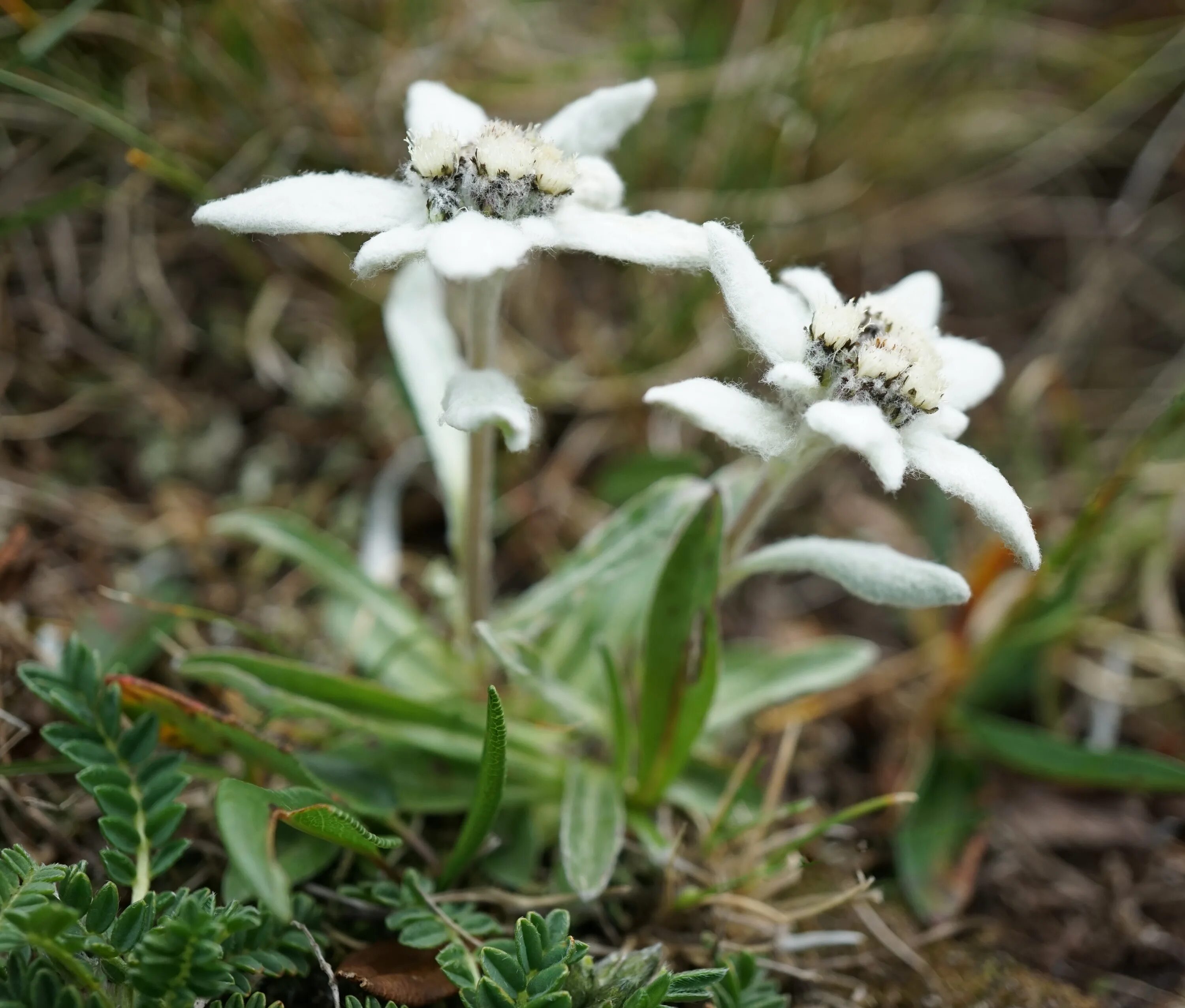Какой тип питания характерен для эдельвейса. Leontopodium nivale. Эдельвейс цветок. Эдельвейс Альпийский. Камчатский Эдельвейс Leontopodium alpinum.