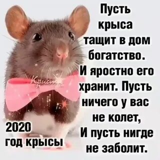 Какой крыса 2020