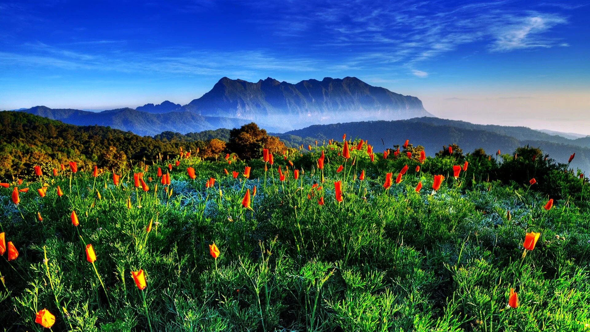 Picture land