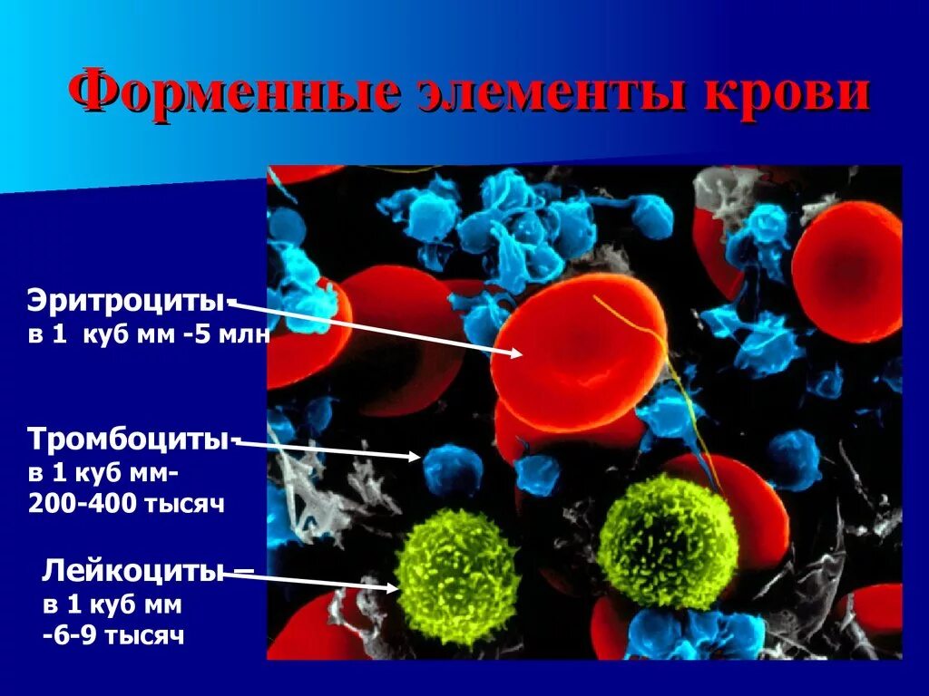 Эритроциты ткань. Тромбоциты. форменные элементы лейкоцитов. кровь эритроциты лейкоциты тромбоциты. форменные элементы крови эритроциты лейкоциты тромбоциты.