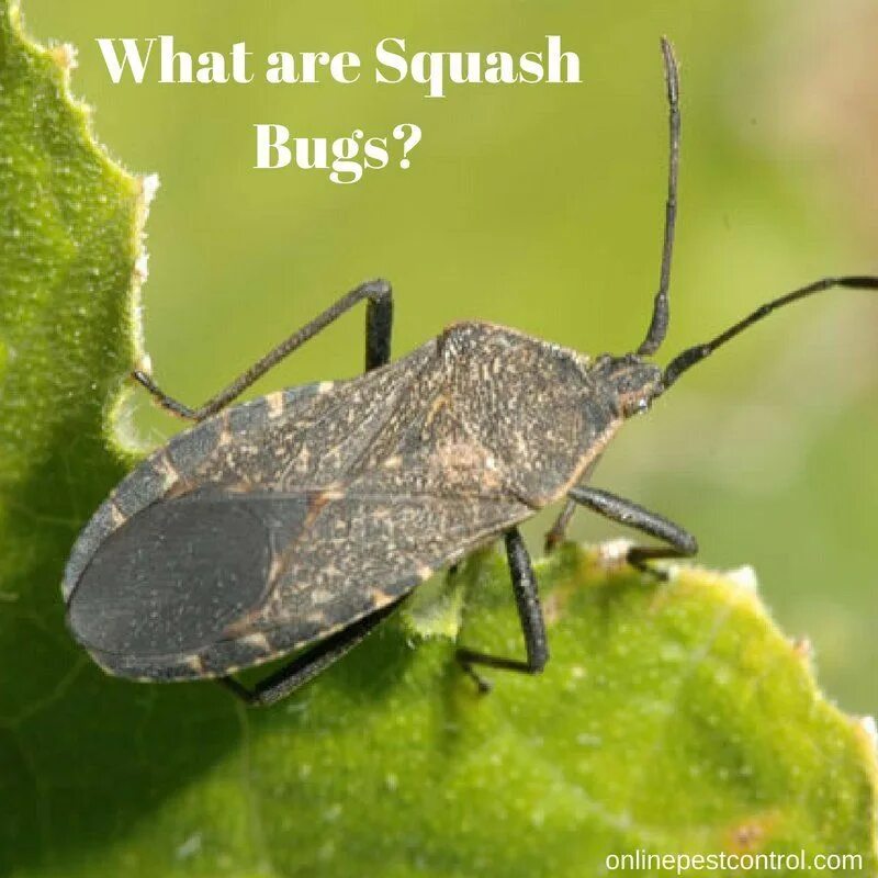 Bug use