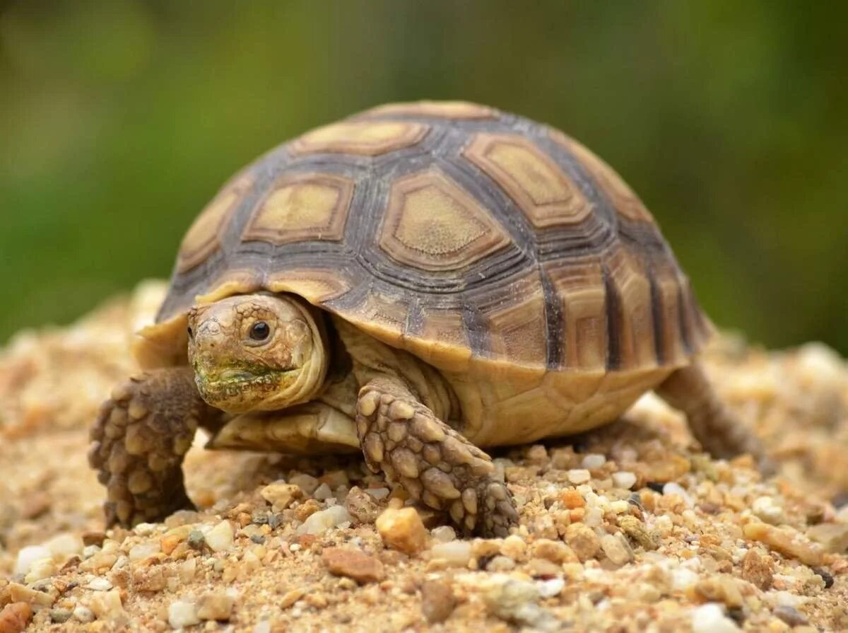 Черепаха форма. Черепахи Turtle Tortoise. Среднеазиатская черепашенок. Секо сухопуиная черепаха. Сейко сухопутная черепаха.