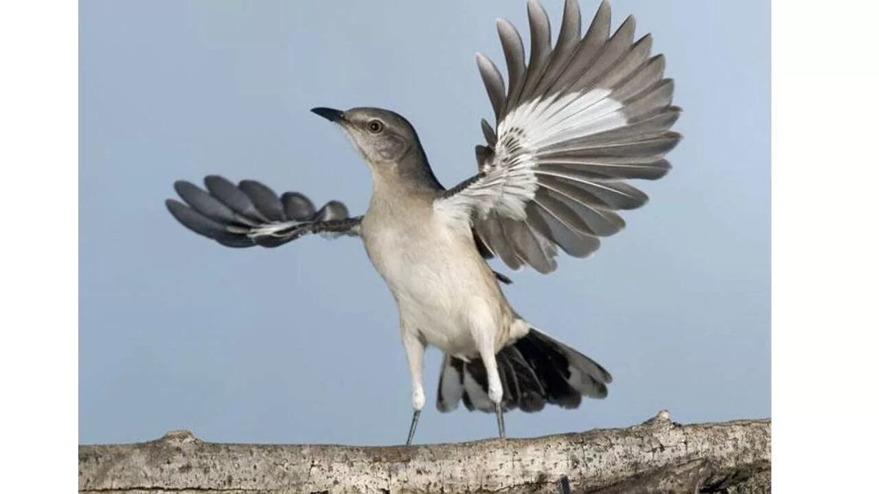 Mocking bird. Дрозд пересмешник. Многоголосый пересмешник. Многоголосый пересмешник птица. Кошачий пересмешник птица.