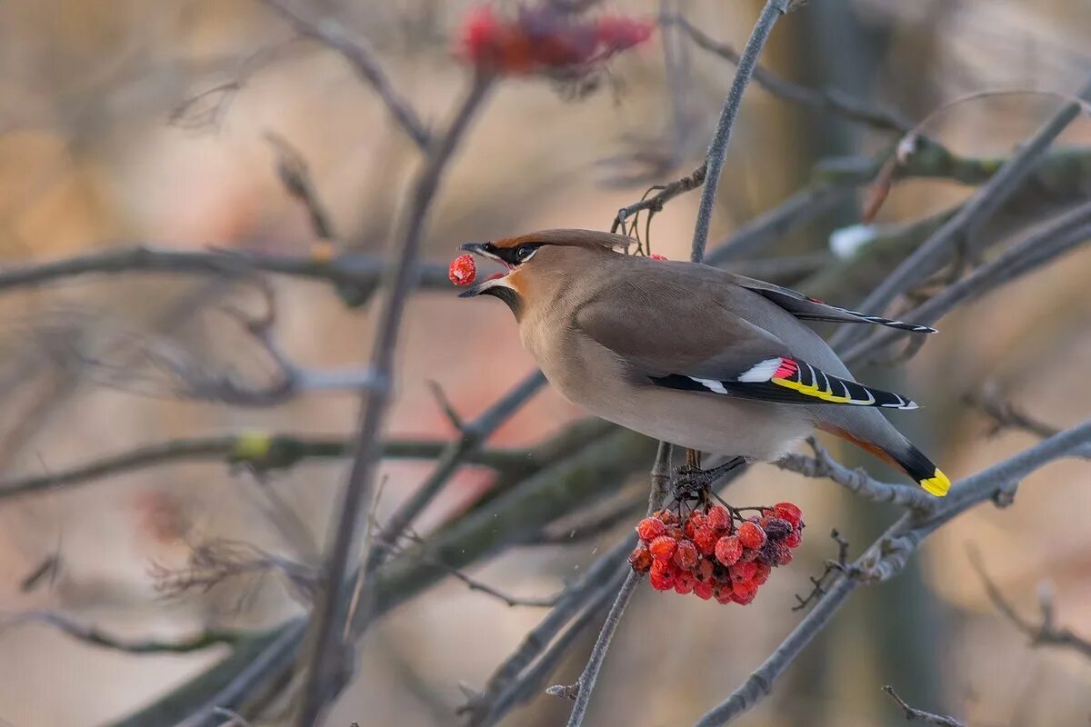 Птицы подмосковья зимующие птицы зимующие подмосковья. Сойка обыкновенная. Название птиц зимующих в подмосковье. Зимующие птицы нашей местности. Свиристель птица зимой.