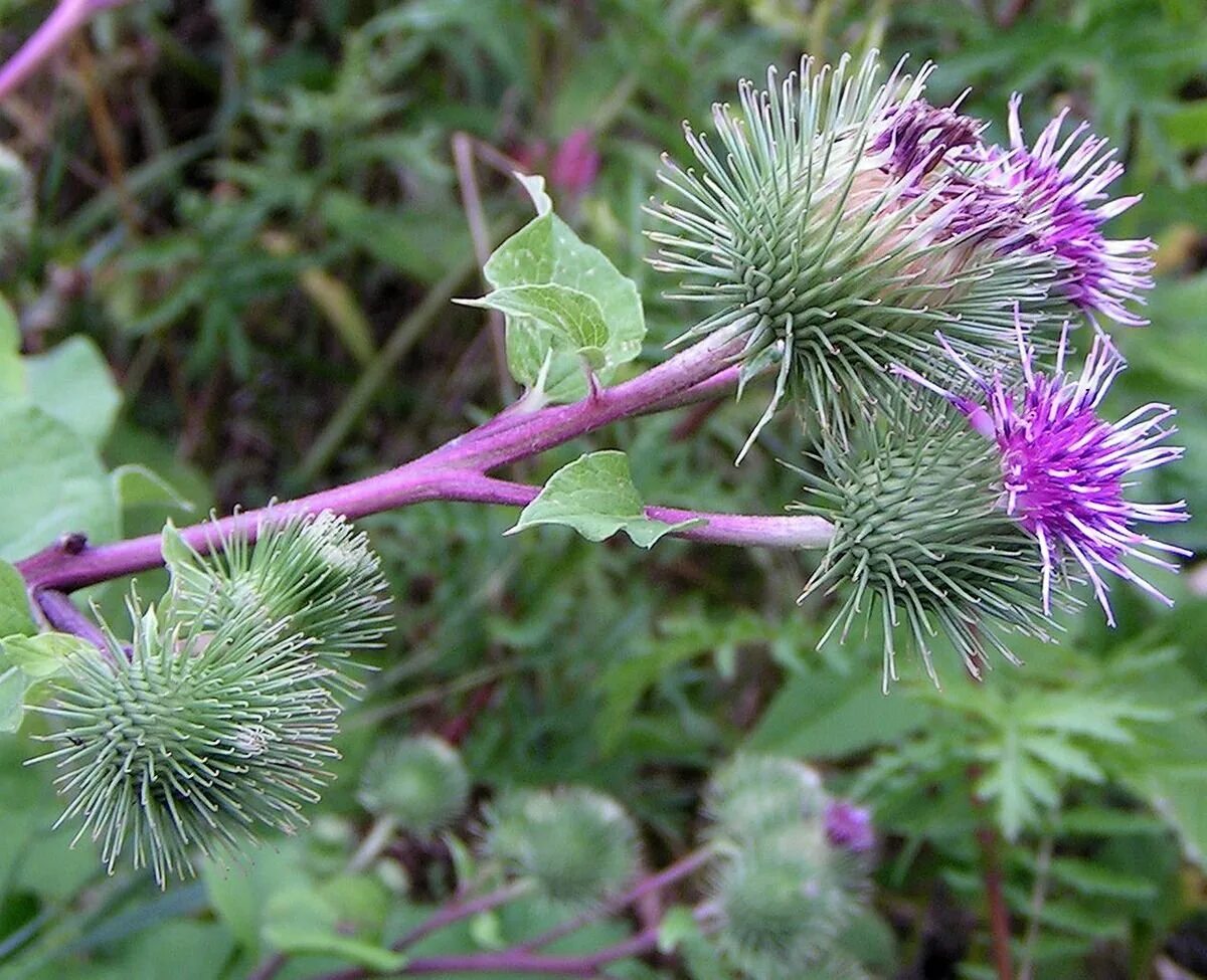Как выглядит репейник. Лопух arctium lappa. репейник (burdock). arctium tomentosum arctium lappa. лук репей.