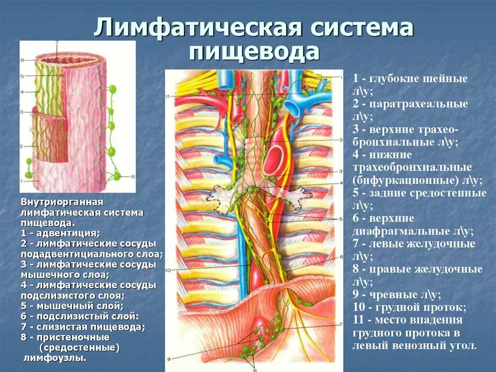 Пищевод система. Лимфатическая система пищевода. Сосуды и нервы пищевода. Опухоли пищевода классификация. Интрамуральная нервная система пищевода.