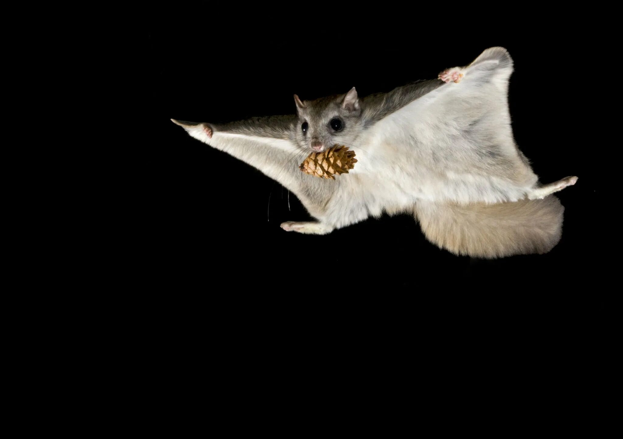 Полет мыши. Белка летяга. Сибирская белка летяга. Обыкновенная летяга (Pteromys volans). Сумчатая белка летяга.