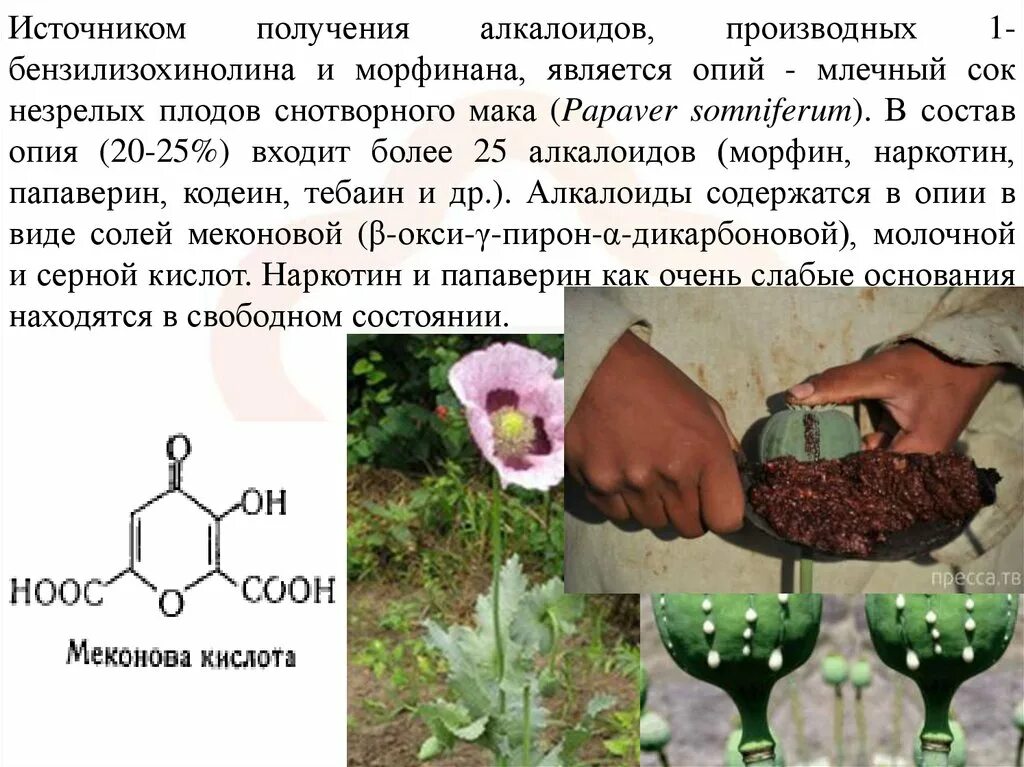 Алкалоид в чайных листьях. Алкалоиды опия. Производные бензилизохинолина. Основания алкалоидов. Опий (Млечный сок недозрелого мака).