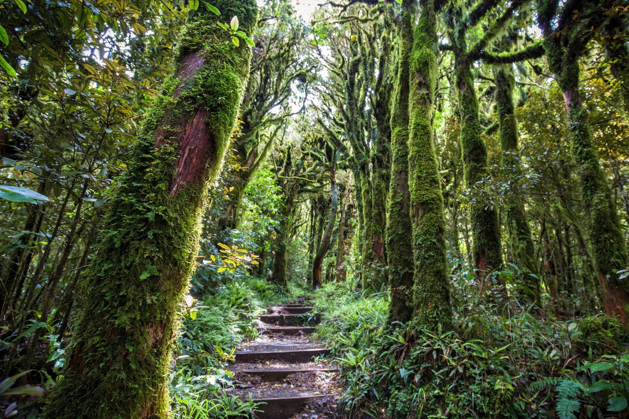 Новая Зеландия вечнозеленые леса. Лес гоблинов в новой Зеландии. Субтропический лес новой Зеландии. Вечнозеленый лес в новой Зеландии.
