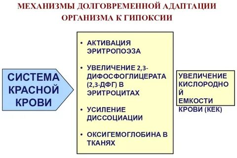 Долговременная адаптация