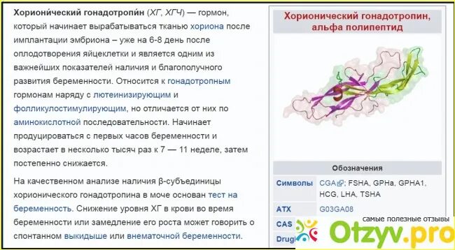 Определение хорионического гонадотропина. Хорионический гонадотропный гормон. Хорионический гонадотропин вырабатывается. Хорионический гонадотропный гормон синтезируется. Гонадотропин синтезируется в.