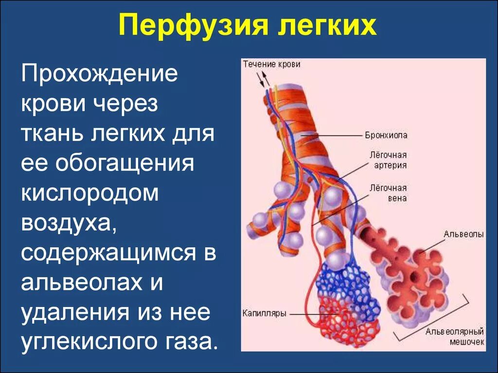 Диффузные сосуды. Перфузия. Лёгочная альвеола. Перфузия легких это. Легочная перфузия это.