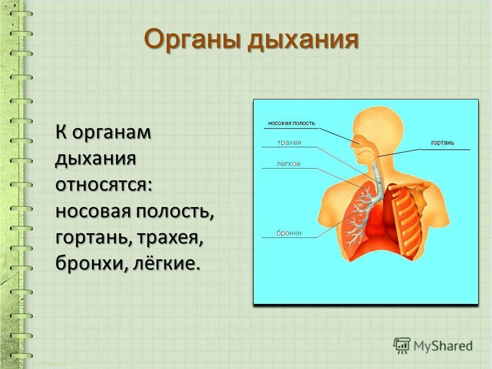 Анатомия органов дыхания и функции дыхательной системы. Органы дыхательной системы презентация. Строение дыхательной системы человека. Холодный дихання. Органы дыхания чувств.
