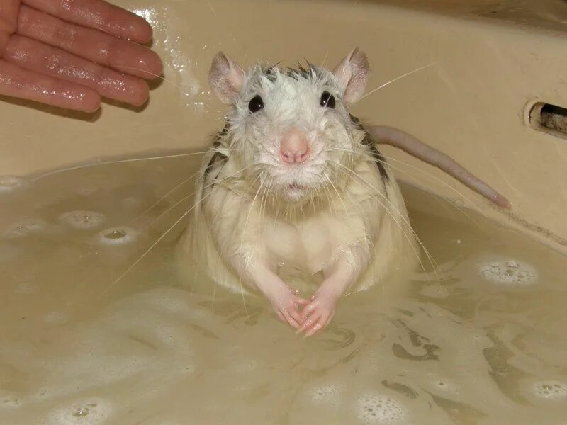 Мышь в ванне. Мокрая мышь.