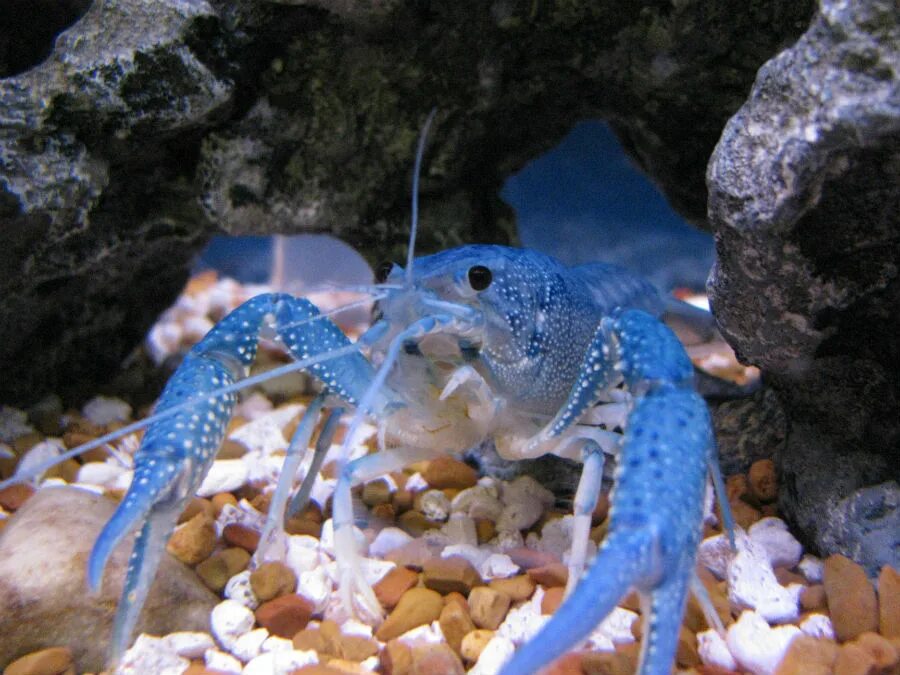 Раки в аквариуме содержание. Procambarus Cubensis. Blue Crayfish. Аквариумные рачки. Голубой кубинский.