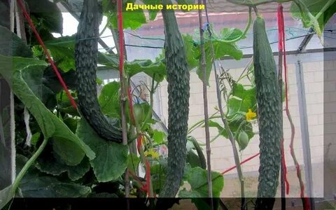 Как сажать китайские огурцы